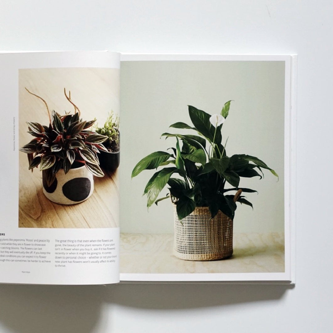 Plant Style: How to greenify your space kokiriyama