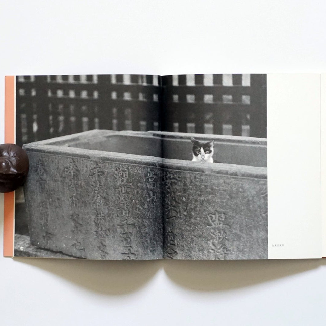 東京在住猫 kokiriyama