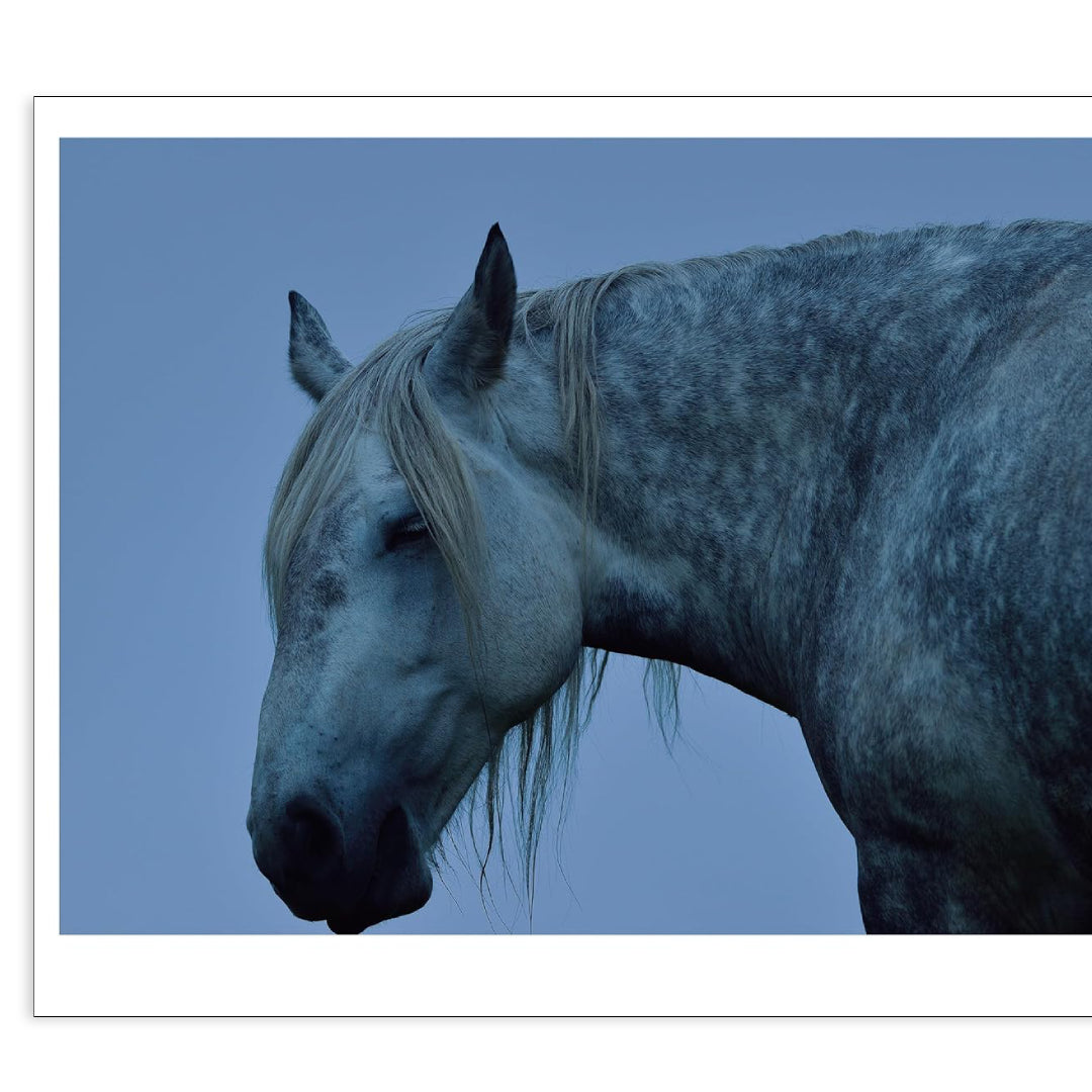 「新刊」 The Horses of Yururi Island ユルリ島の馬 Atsushi Okada kokiriyama