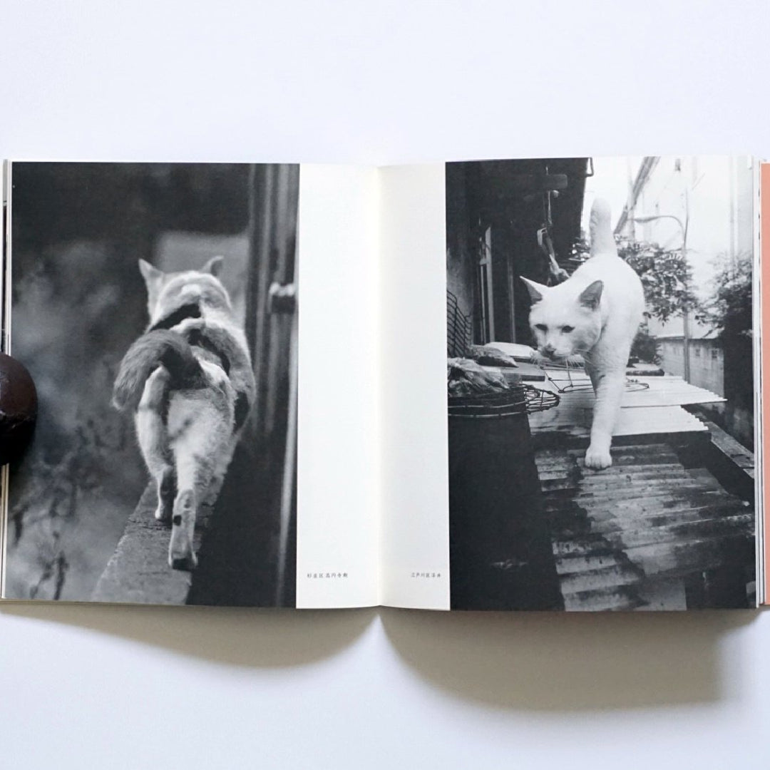 東京在住猫 kokiriyama