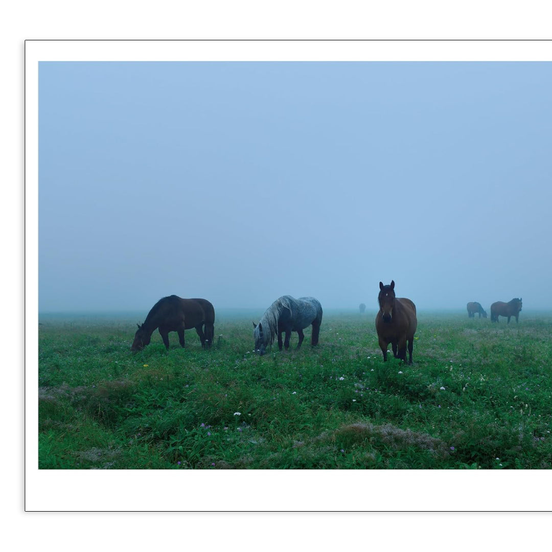 「新刊」 The Horses of Yururi Island ユルリ島の馬 Atsushi Okada kokiriyama