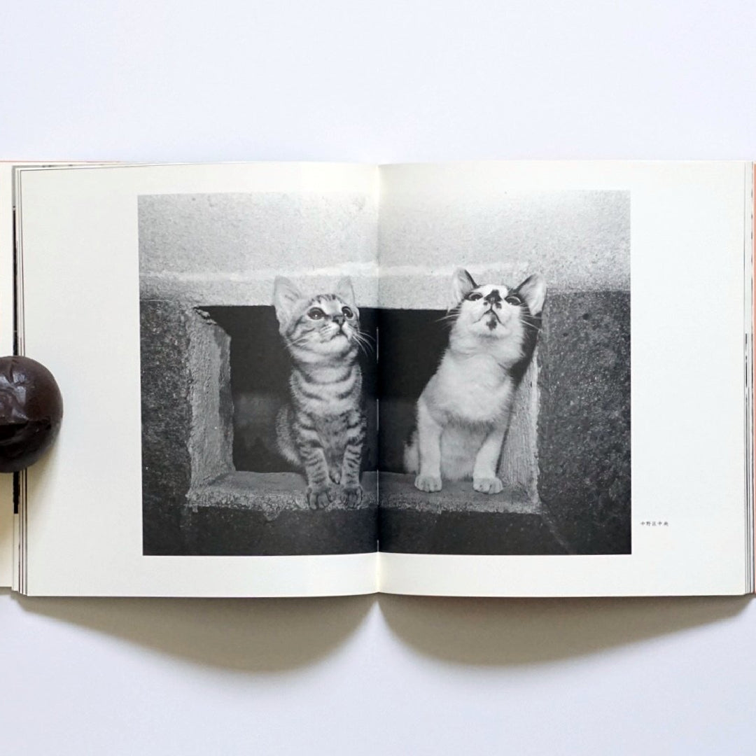 東京在住猫 kokiriyama