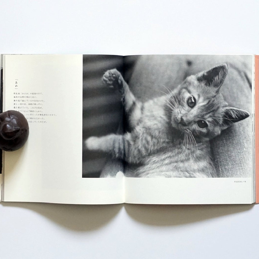 東京在住猫 kokiriyama