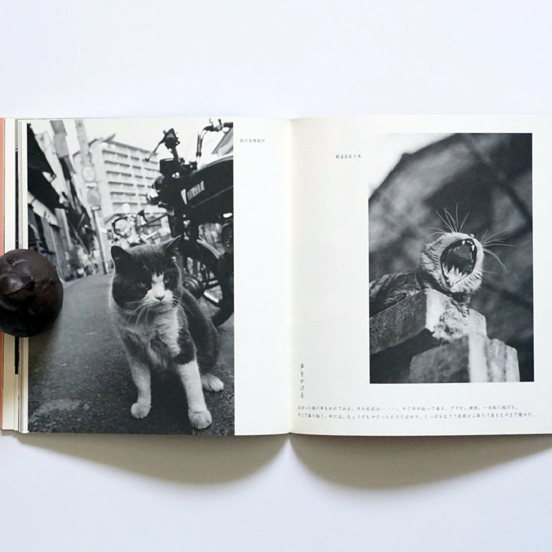 東京在住猫 kokiriyama