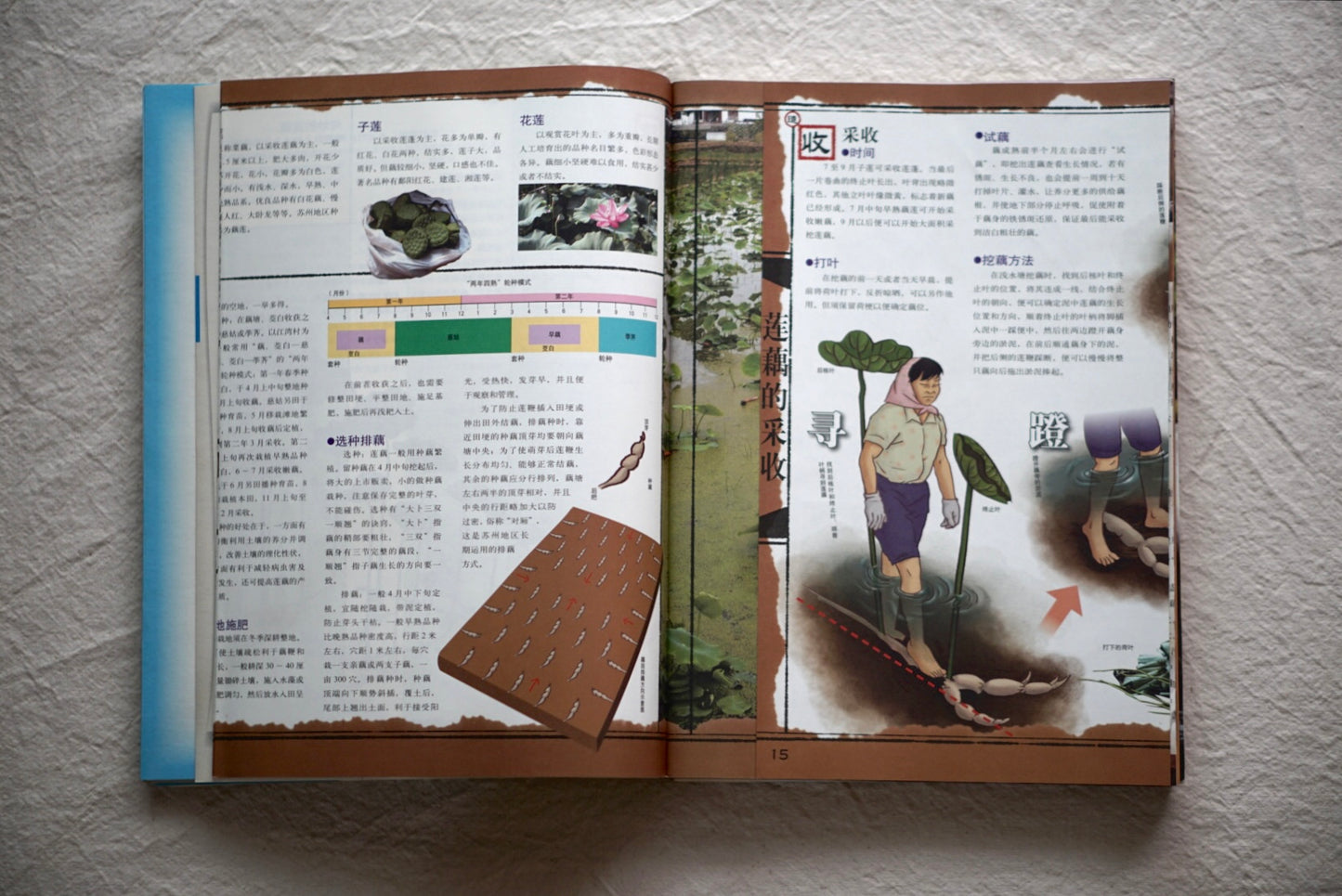 漢聲雜誌 中國水生植物：蘇州水八仙 9册