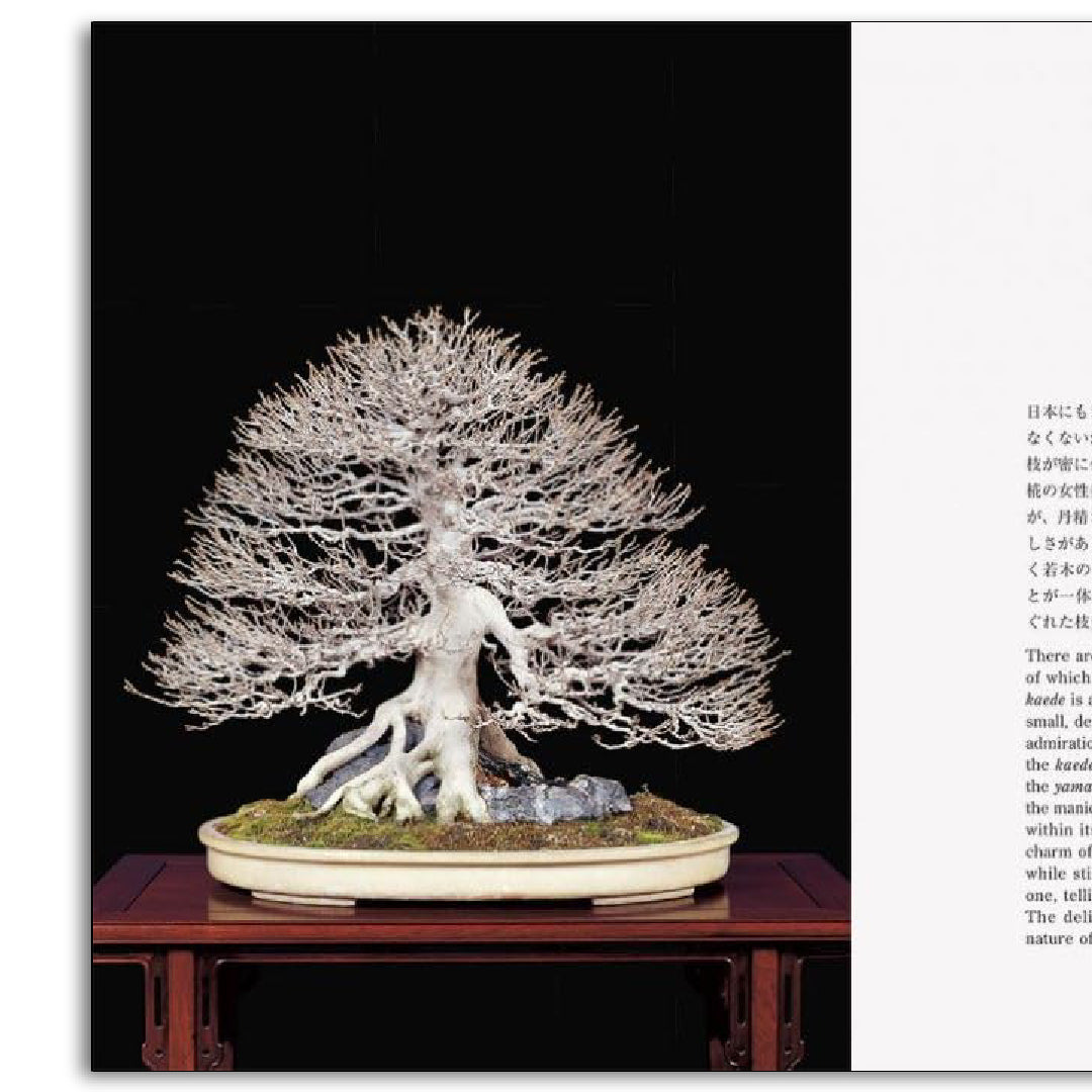 「新刊」Bonsai 盆栽 新装版 kokiriyama