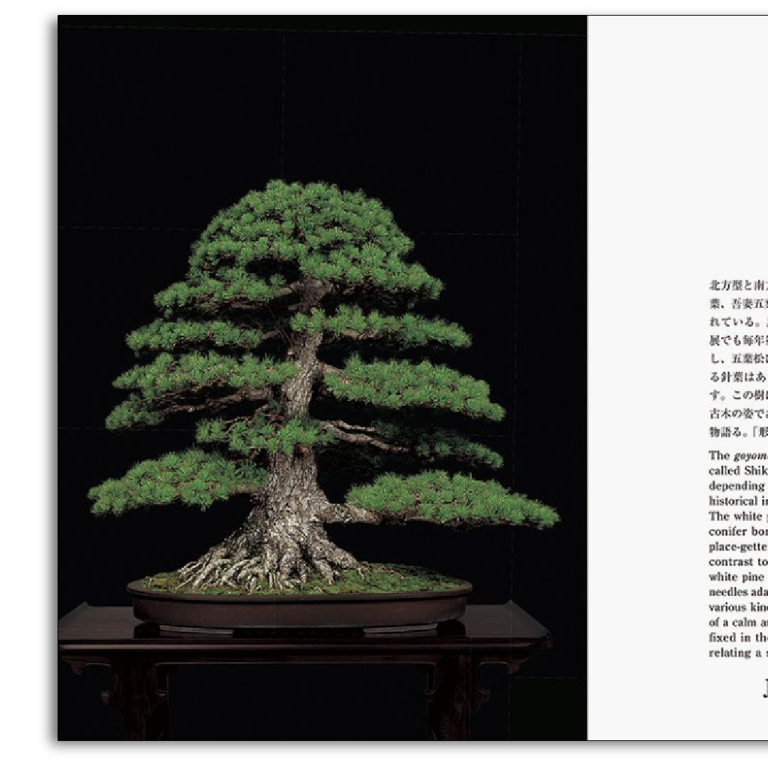 「新刊」Bonsai 盆栽 新装版 kokiriyama