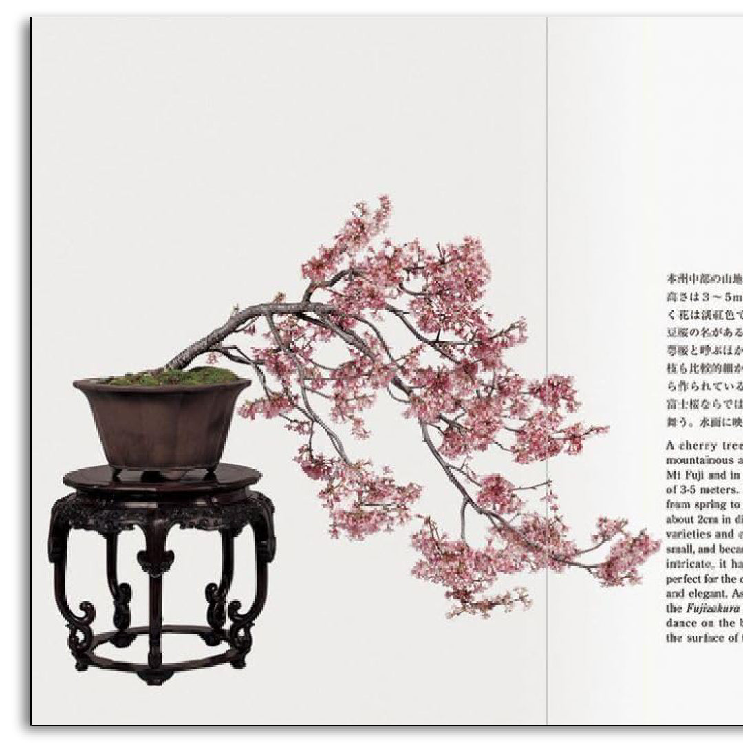 「新刊」Bonsai 盆栽 新装版 kokiriyama