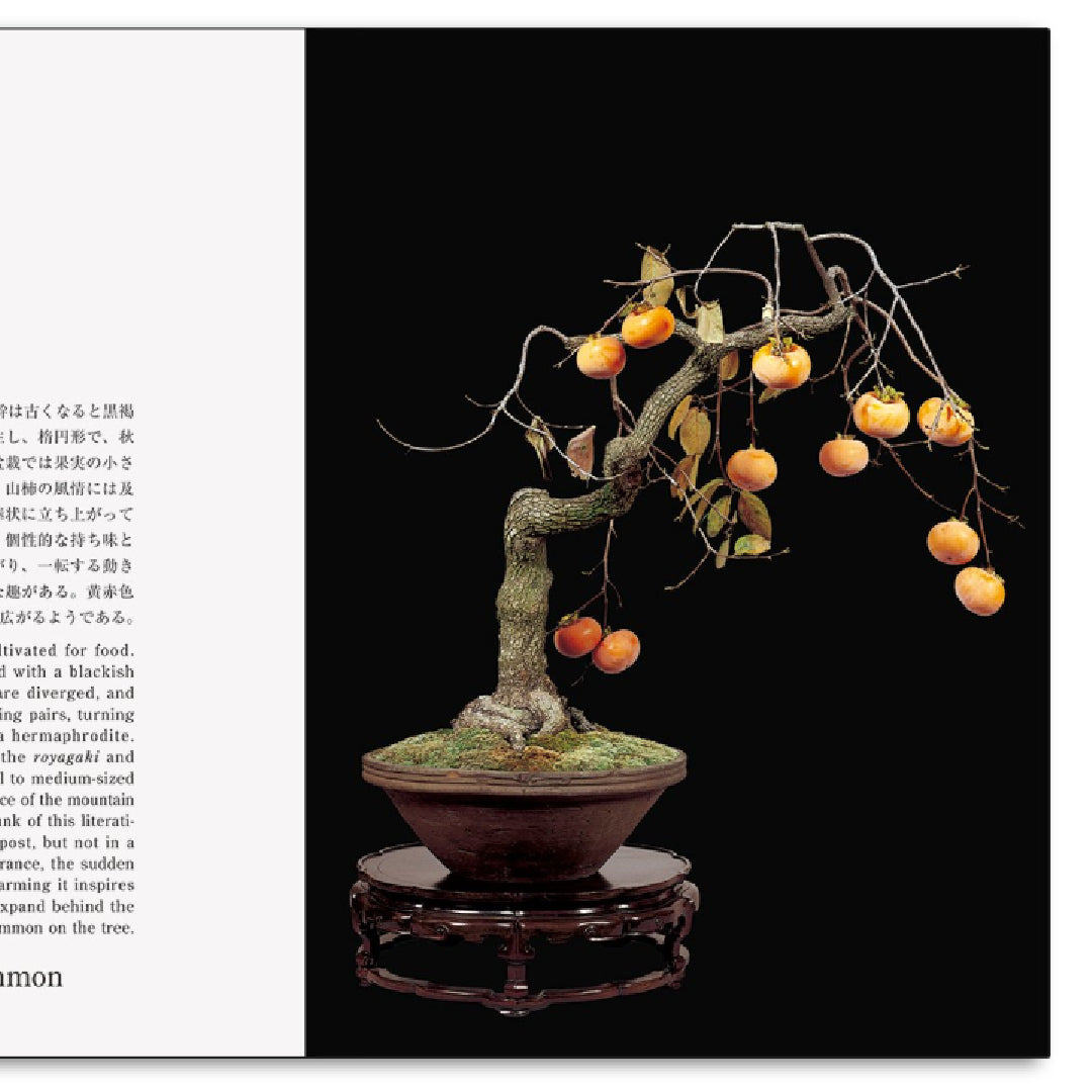 「新刊」Bonsai 盆栽 新装版 kokiriyama